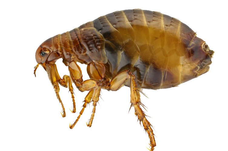 Professional Flea Control and Treatment